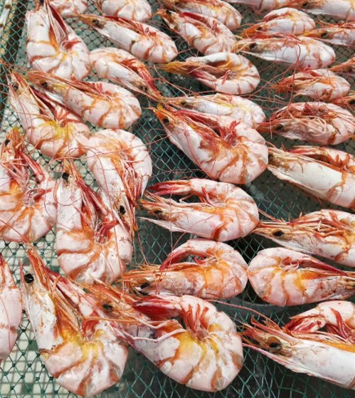 海蝦烘干除濕機