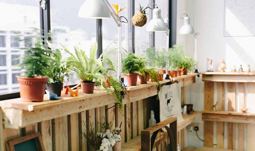 室內(nèi)種綠植