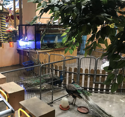 室內(nèi)動物園噴霧除臭機