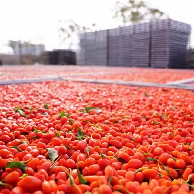 枸杞如何快速烘干？