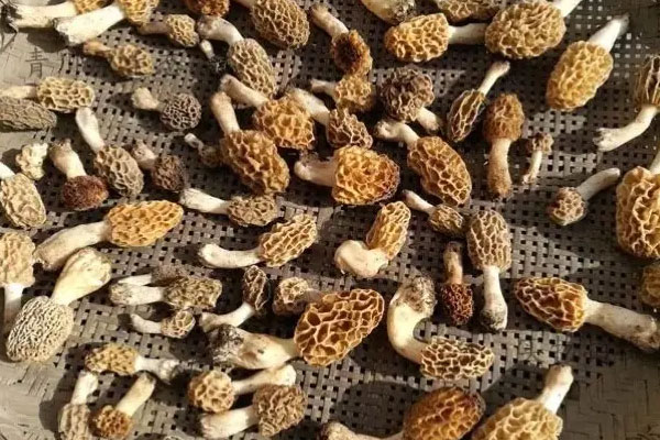 菌菇如何快速烘干？
