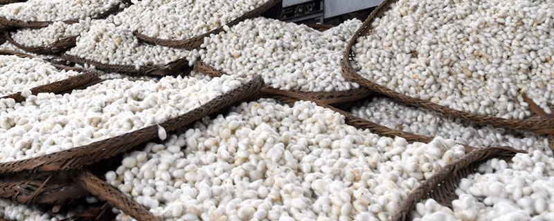 蠶繭如何快速烘干？